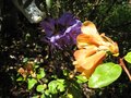 vignette Rhododendrons cinnabarinum glow et Augustinii Hilliers dark form   au 0 04 09