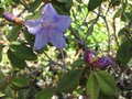 vignette Rhododendron Augustinii  sSaint tudy au 09 04 09