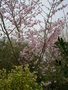 vignette Prunus 'Accolade', prunier  fleur, prunier d'ornement