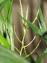 vignette Chamaedorea elegans floraison femelle
