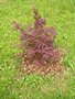 vignette Acer palmatum artropurpureum 1