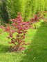 vignette Acer palmatum artropurpureum 3