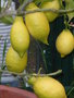 vignette citronnier jaune n8