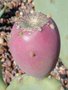 vignette Opuntia anahuacensis fruit