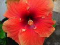 vignette Hibiscus géant hawai