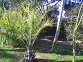 vignette tronc de niphophylla aprs hiver