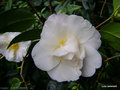 vignette Camlia ' AUBURN WHITE ' camellia japonica