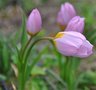 vignette tulipes bakeri 'Lilac Wonder'