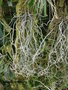 vignette Angraecum aphyllum = Gussonea aphylla = Saccolabium aphyllum = Mystacidium aphyllum = Rhaphidorhynchus aphyllus = Angreacum defoliatum = Gussonea defoliata