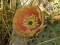 vignette Opuntia engelmannii fleur