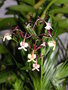 vignette Epidendrum englerianum