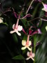 vignette Epidendrum englerianum