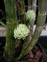vignette Dendrobium ophioglossum