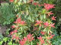 vignette Pieris formosa forestii wakehurst au 11 04 09