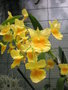 vignette Dendrobium capillipes