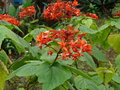 vignette Clerodendron speciosissimum, Rp. Dominicaine
