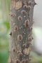 vignette Zanthoxylum ailanthoides : bois de 1 an