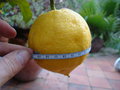 vignette citron dodu : 30 cm de circonfrence !