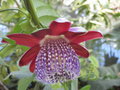 vignette Passiflora alata
