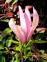 vignette magnolia