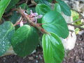 vignette Begonia horticola