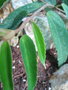 vignette Begonia furfuracea