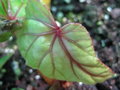 vignette Begonia handelii