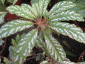 vignette Begonia hemsleyana cv