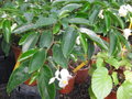 vignette Begonia echinosepala