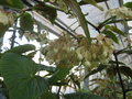 vignette Begonia salicifolia