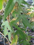 vignette Passiflora suberosa