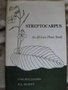 vignette Streptocarpus