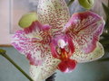 vignette Phalaenopsis pélorique !