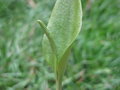 vignette Ophioglossum vulgatum