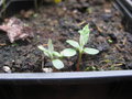 vignette Sorbus hedlundii CHB&CM08SIK87
