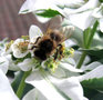 vignette euphorbe blanche et abeille