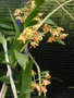 vignette Dendrobium gracilicaule