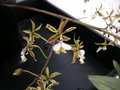 vignette Epidendrum stamfordianum