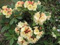 vignette Rhododendron invitation au 14 04 09
