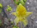vignette Rhododendron luteum au 14 04 09