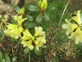 vignette Rhododendron saphanatore au 14 04 09