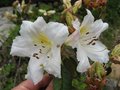 vignette Rhododendron fragantissimum parfum au 14 04 09