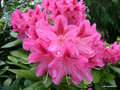 vignette Vu au Jardin du parc   Vitr 35 ( Rhododendron )
