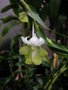 vignette Dendrobium uniflorum