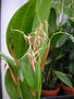 vignette Pleurothallis pedunculata
