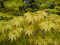 vignette Acer palmatum, erable du japon au parc de Trevarez