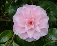 vignette Camlia ' PINK PERFECTION ' camellia japonica