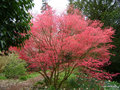 vignette Acer palmatum, erable du japon au parc de Trevarez