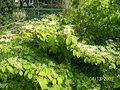 vignette viburnum