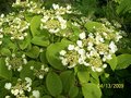 vignette viburnum